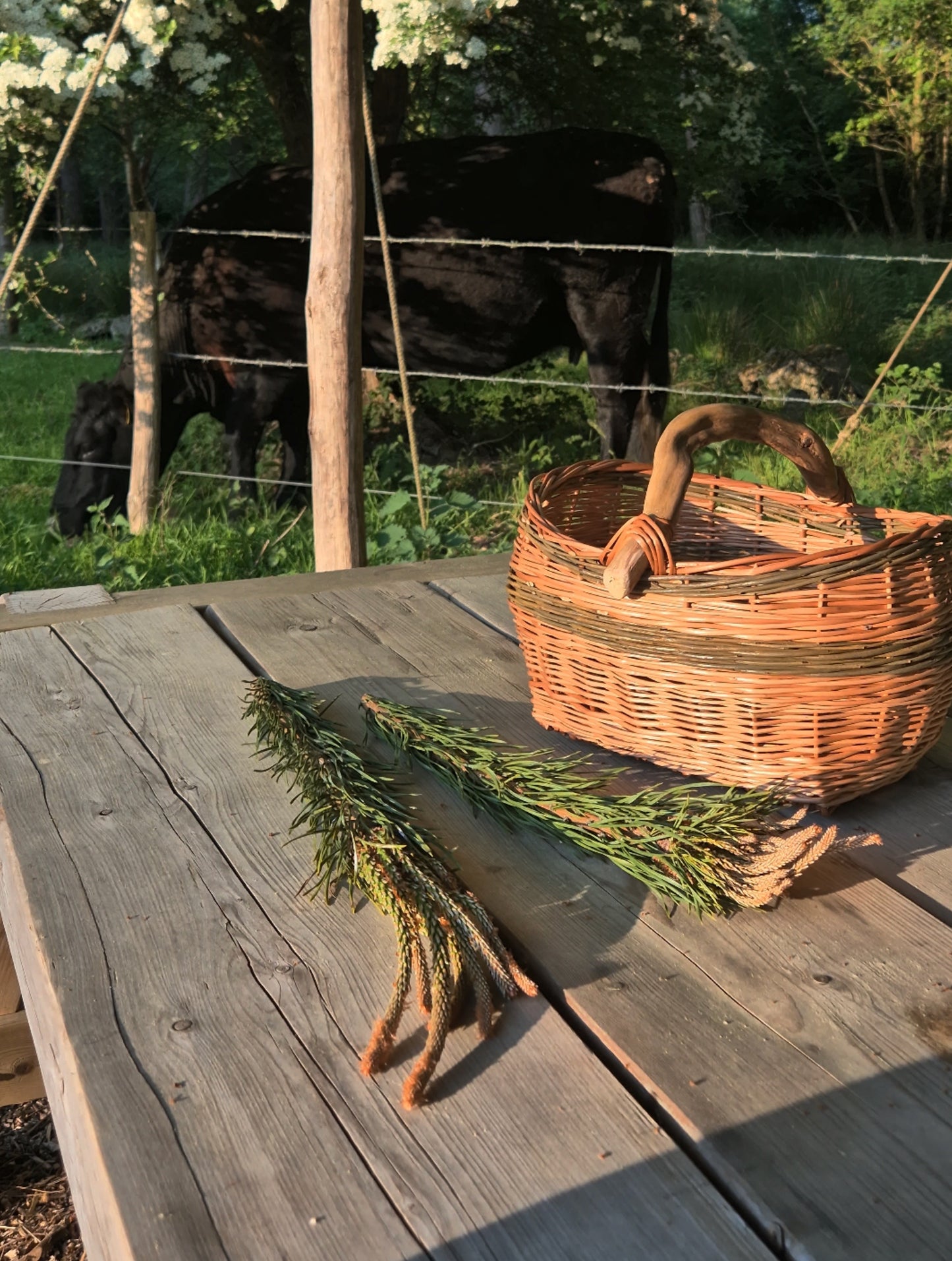 Beginners Basketry - September 26th